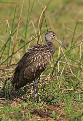 Limpkin